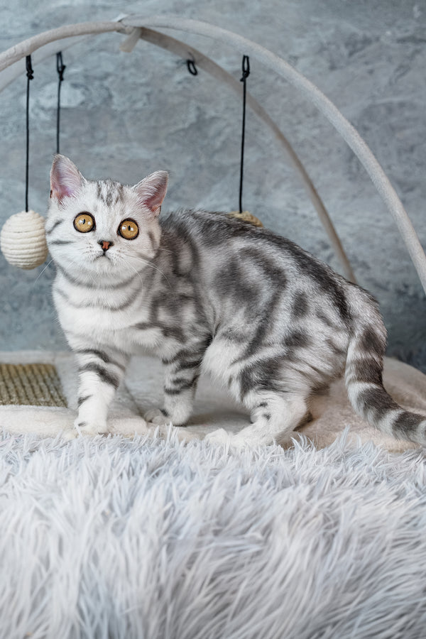Coco | Scottish Straight Kitten