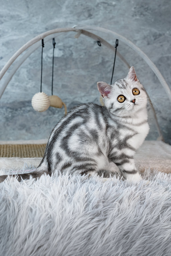 Coco | Scottish Straight Kitten