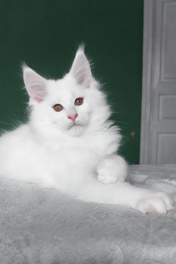 Cocos | Maine Coon Kitten