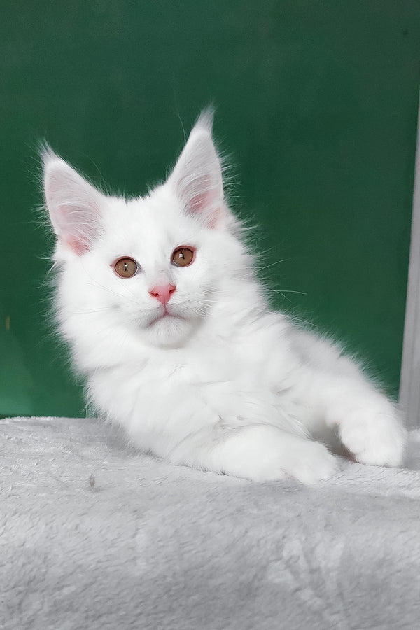 Cocos | Maine Coon Kitten