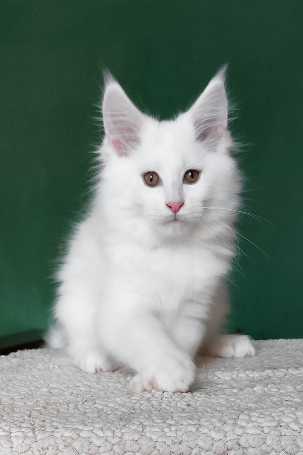Cocos | Maine Coon Kitten