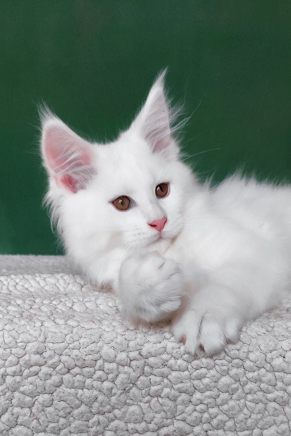 Cocos | Maine Coon Kitten