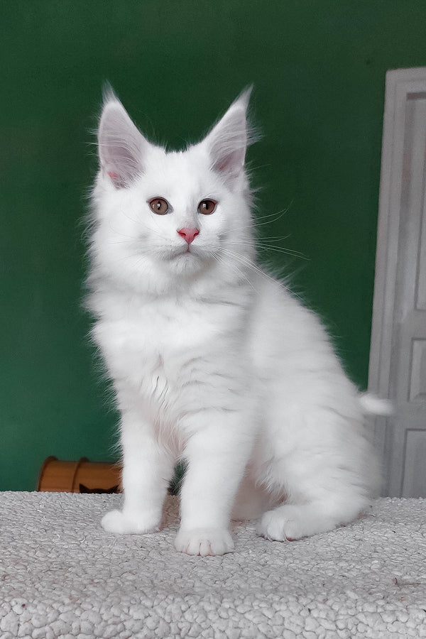 Cocos | Maine Coon Kitten