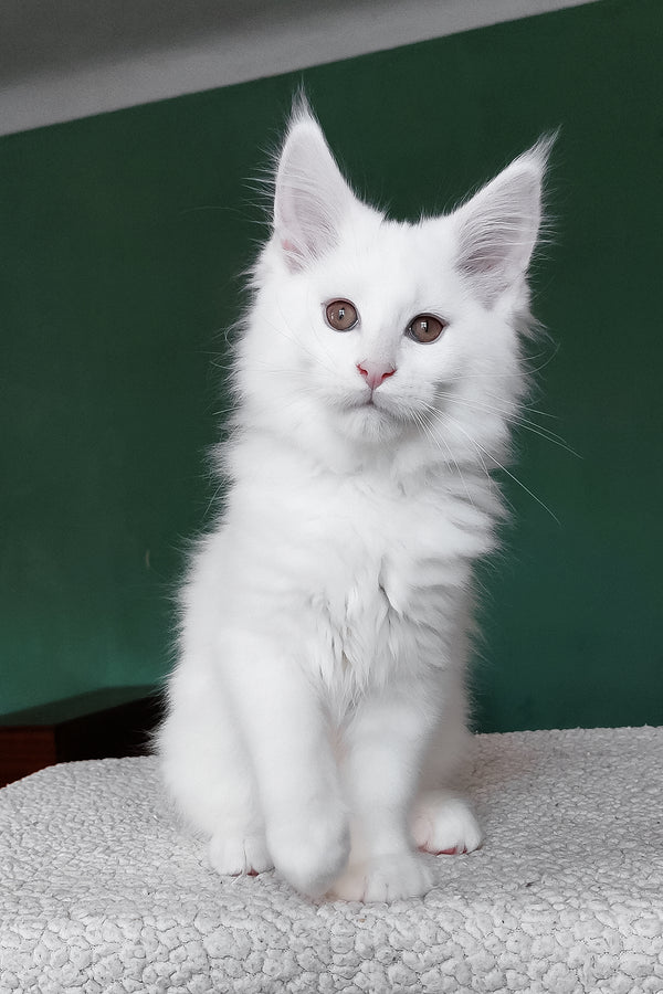 Cocos | Maine Coon Kitten
