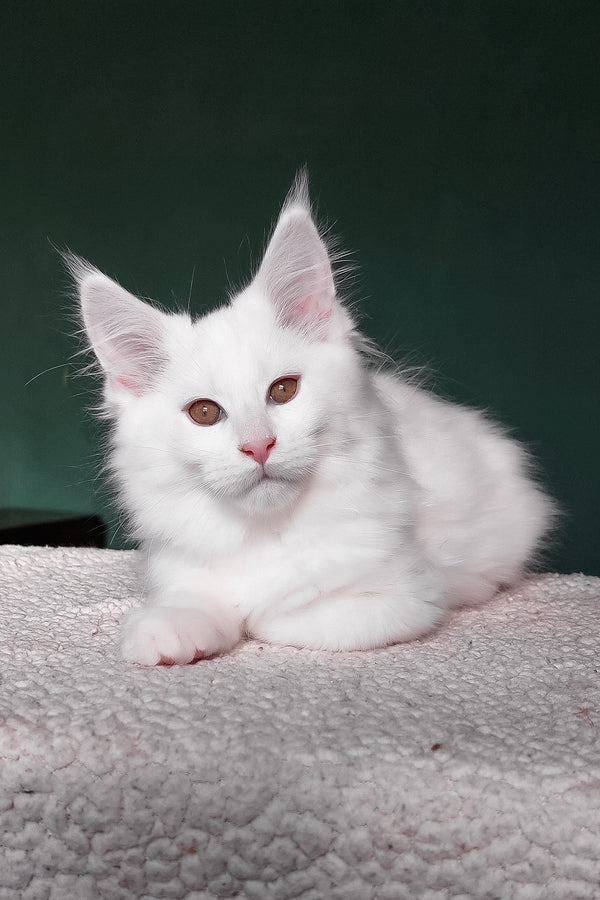 Cocos | Maine Coon Kitten