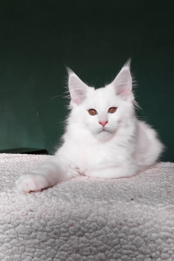 Cocos | Maine Coon Kitten