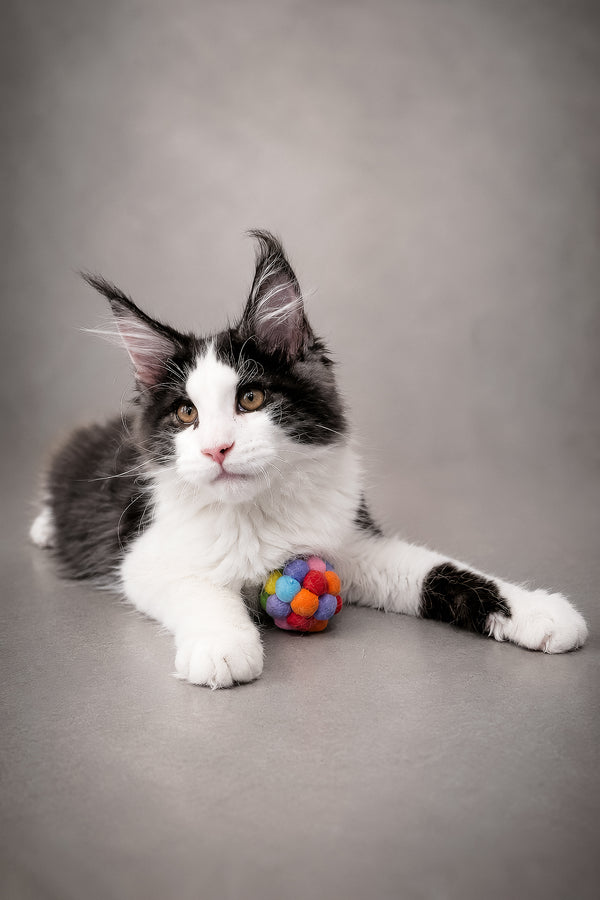 Coin | Maine Coon Kitten