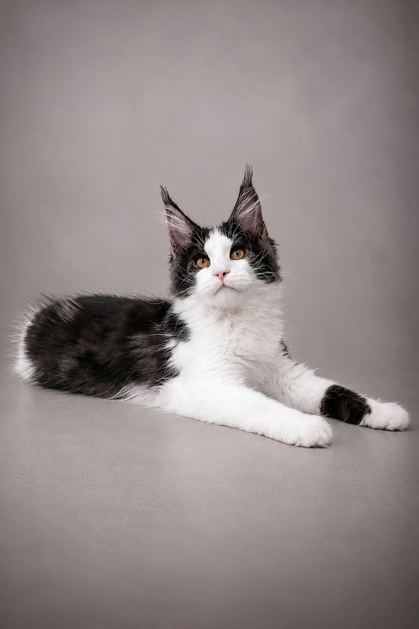 Coin | Maine Coon Kitten