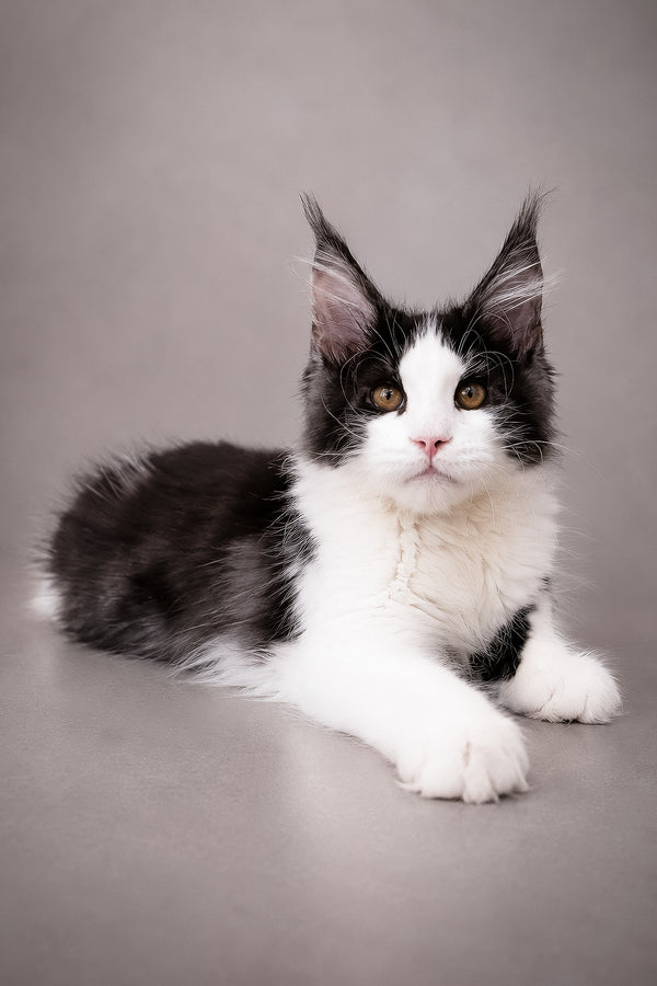 Coin | Maine Coon Kitten