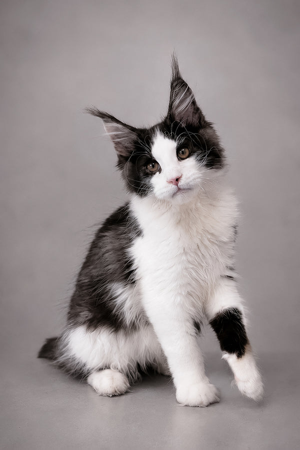 Coin | Maine Coon Kitten