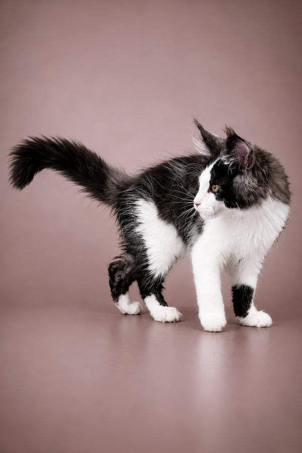 Coin | Maine Coon Kitten