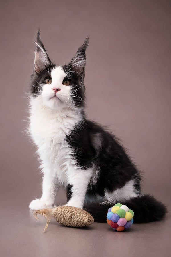 Coin | Maine Coon Kitten