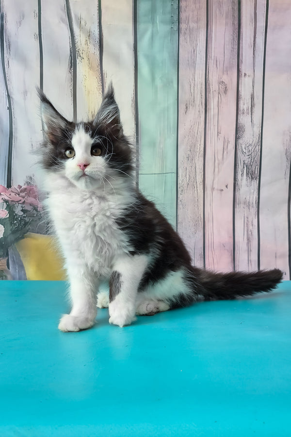 Coin | Maine Coon Kitten