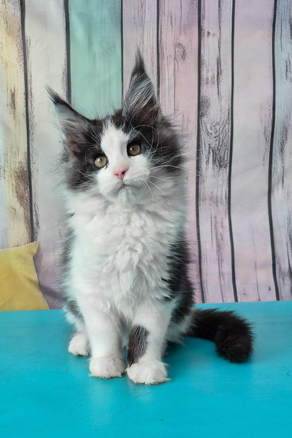 Coin | Maine Coon Kitten