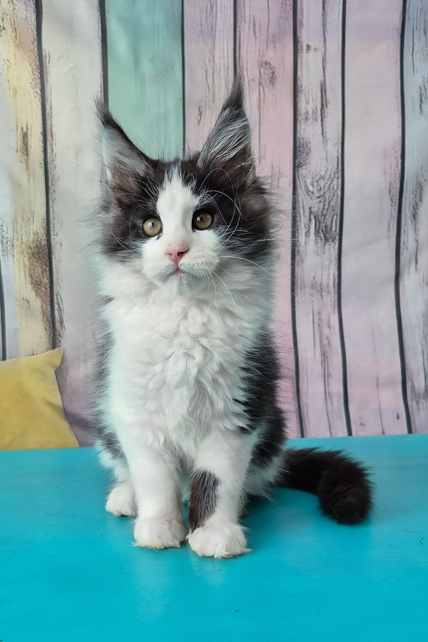 Coin | Maine Coon Kitten