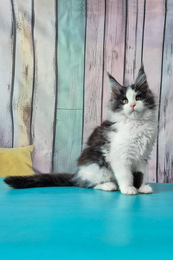Coin | Maine Coon Kitten
