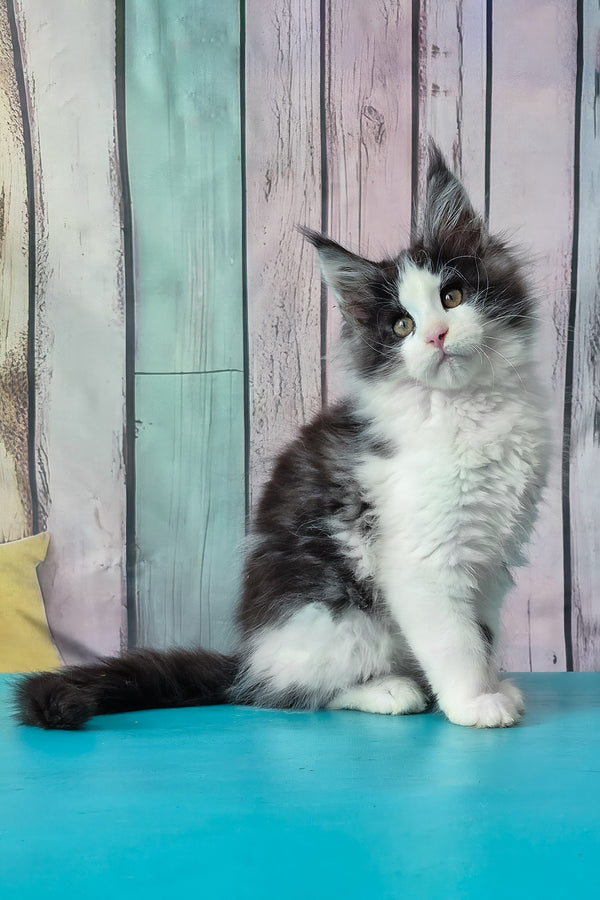 Coin | Maine Coon Kitten