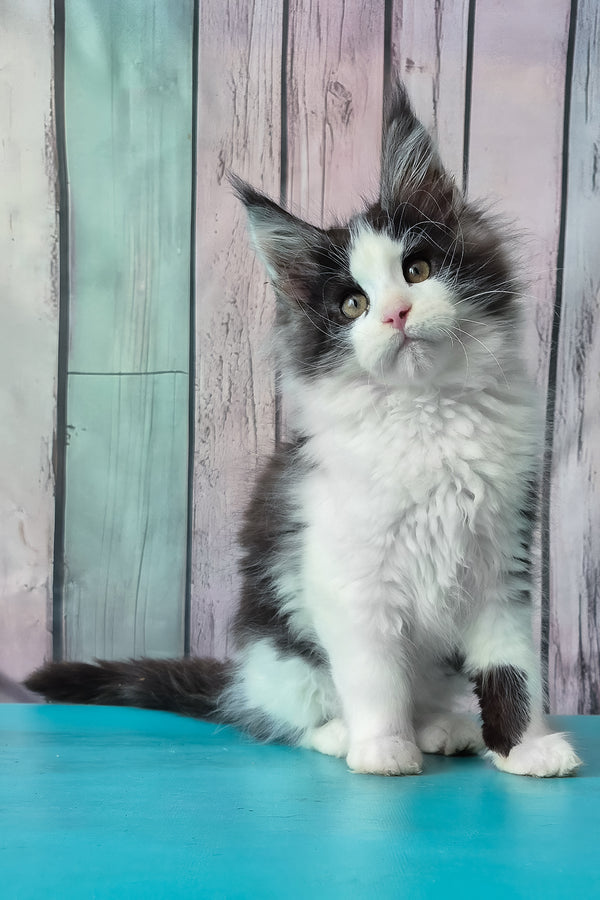 Coin | Maine Coon Kitten