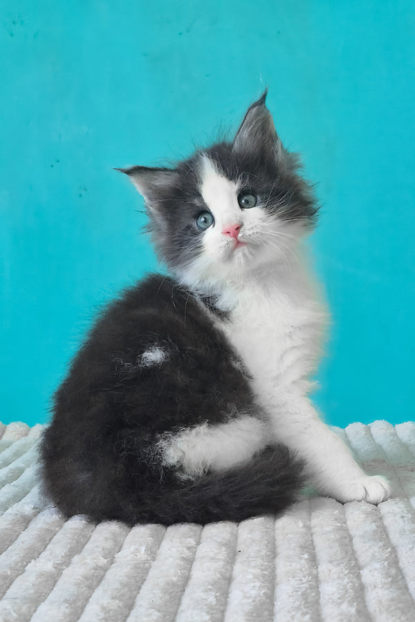 Coin | Maine Coon Kitten