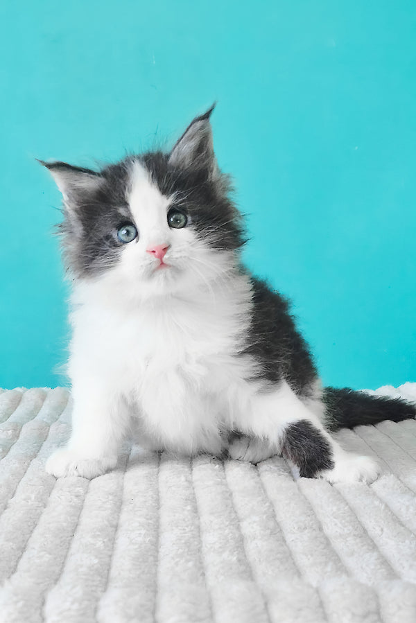 Coin | Maine Coon Kitten