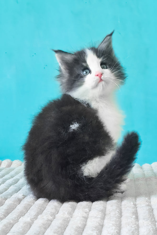 Coin | Maine Coon Kitten