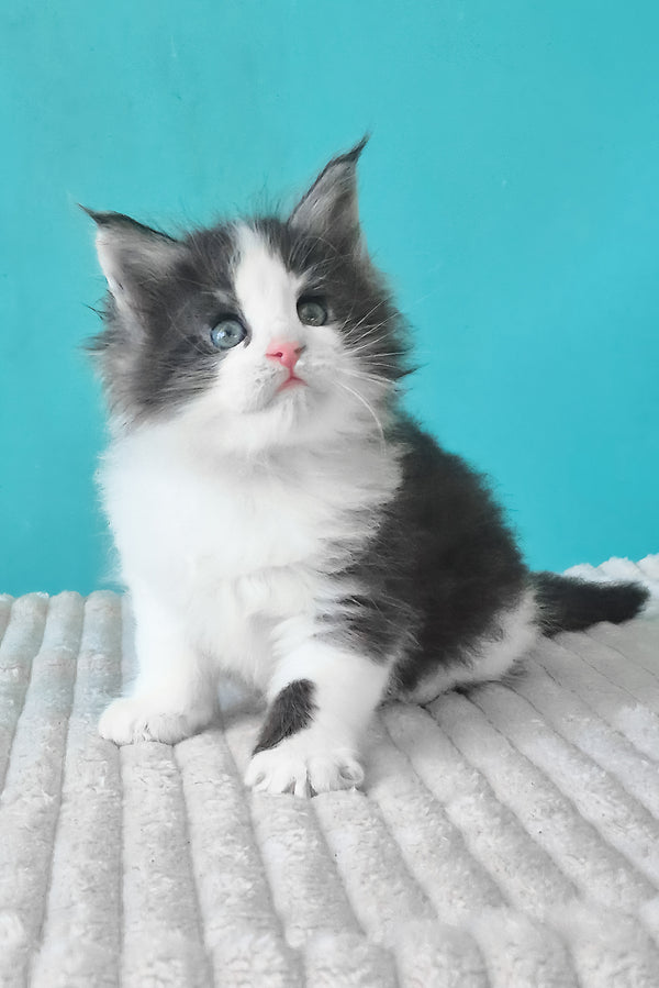 Coin | Maine Coon Kitten