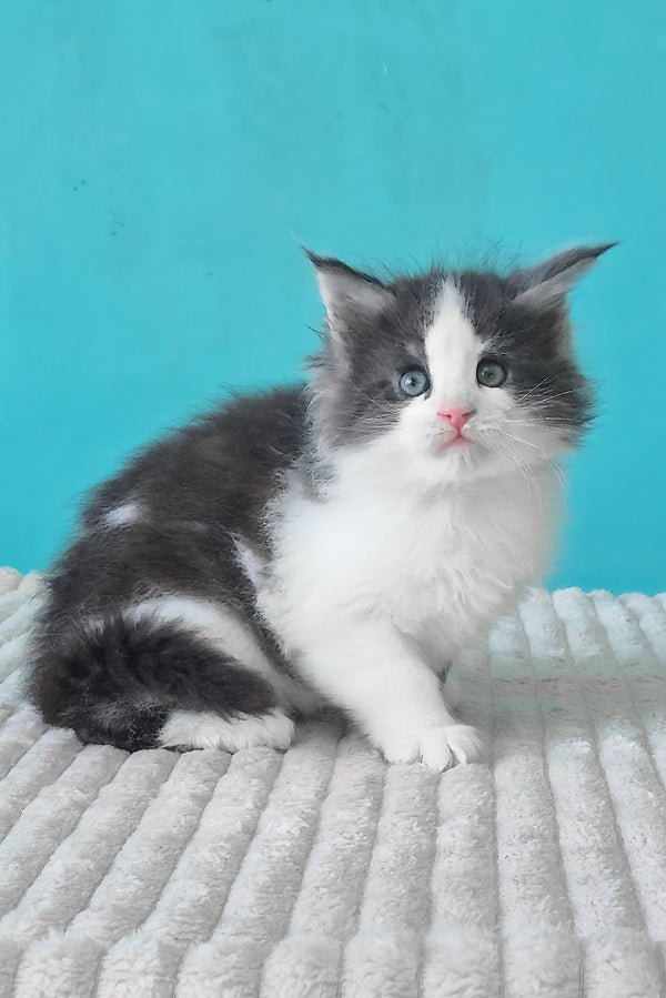 Coin | Maine Coon Kitten