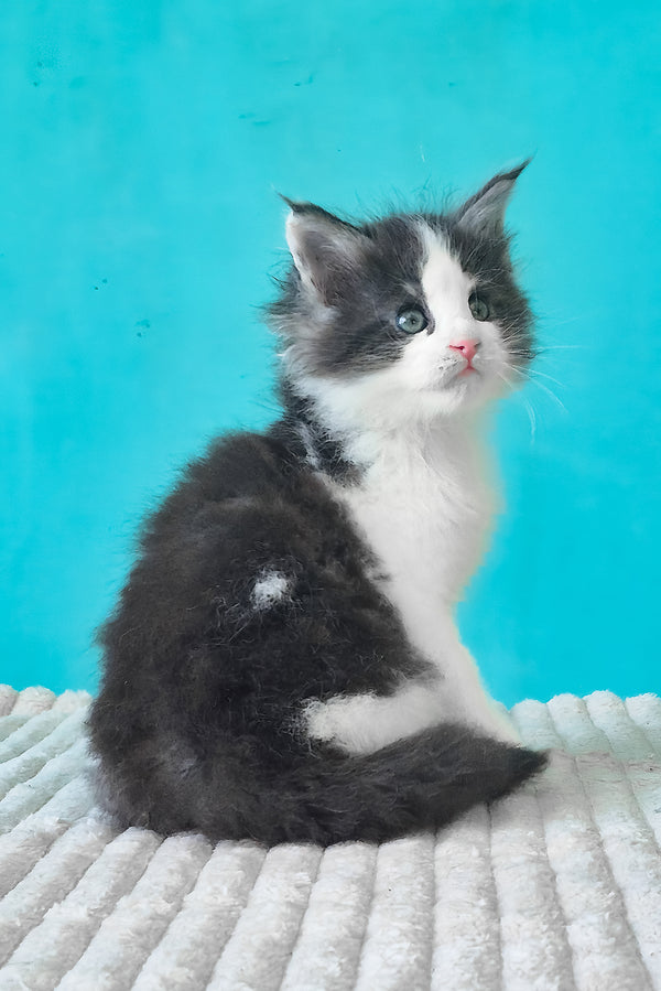 Coin | Maine Coon Kitten