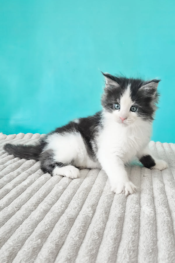Coin | Maine Coon Kitten
