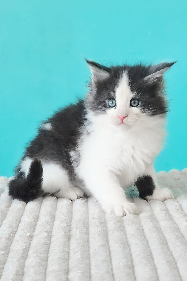 Coin | Maine Coon Kitten