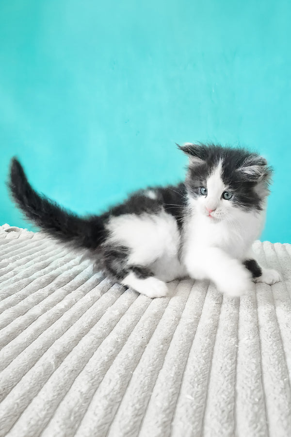 Coin | Maine Coon Kitten