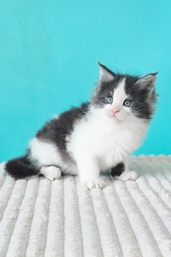 Coin | Maine Coon Kitten