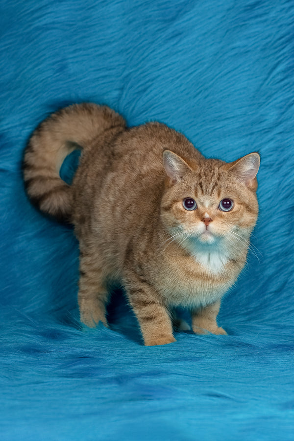 Coldie | British Shorthair Kitten