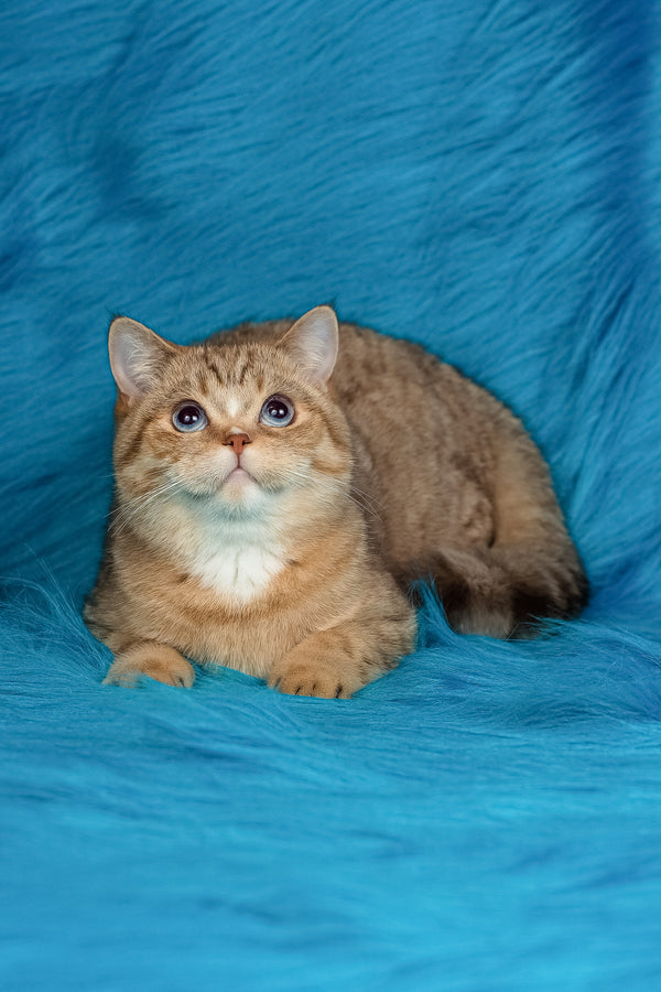 Coldie | British Shorthair Kitten