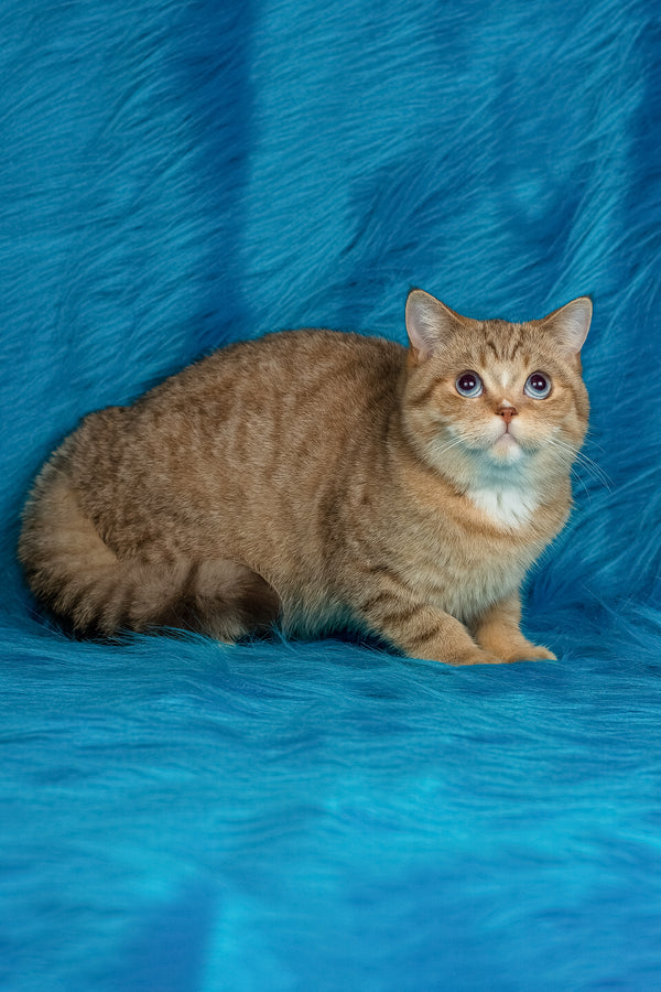 Coldie | British Shorthair Kitten