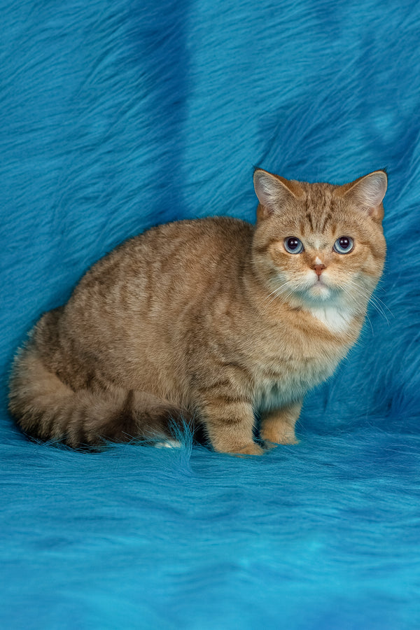 Coldie | British Shorthair Kitten