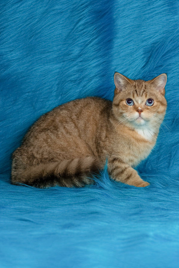 Coldie | British Shorthair Kitten