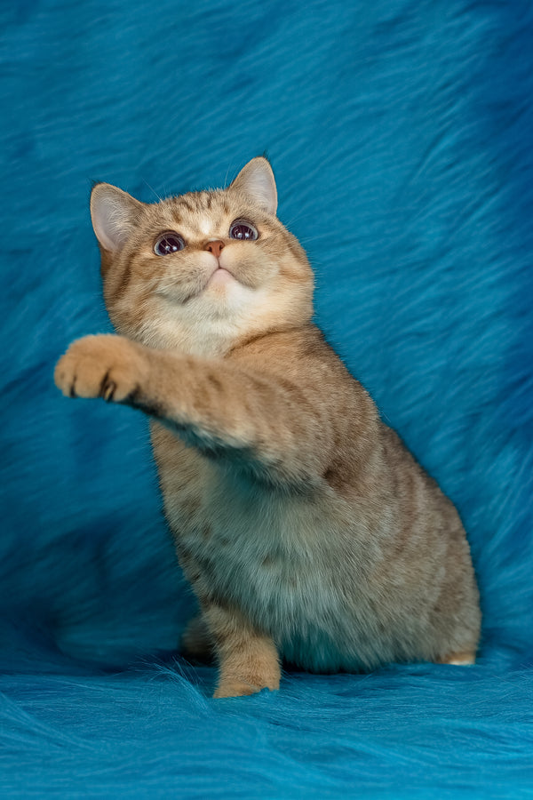 Coldie | British Shorthair Kitten