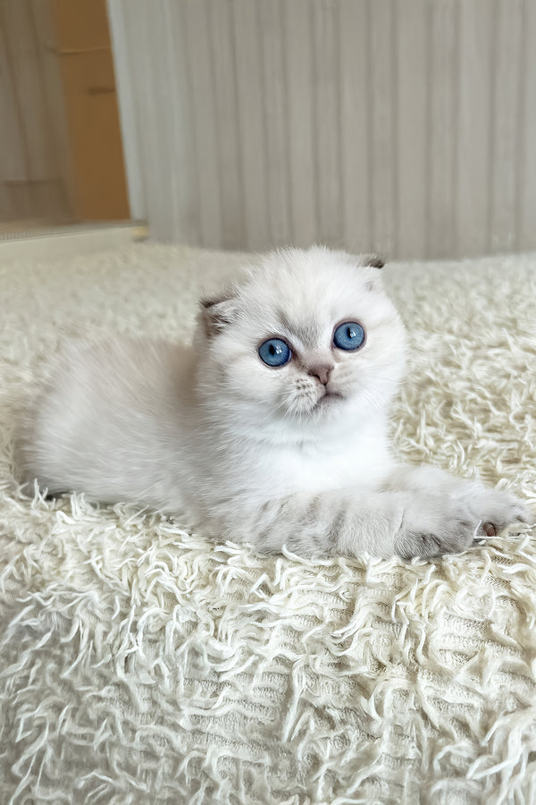 Corby | Scottish Fold Kitten