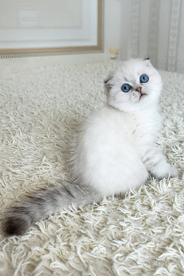 Corby | Scottish Fold Kitten