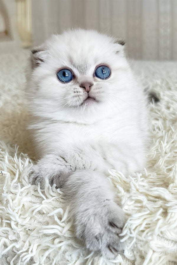 Corby | Scottish Fold Kitten