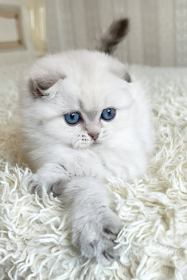 Corby | Scottish Fold Kitten