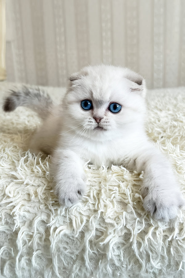 Corby | Scottish Fold Kitten