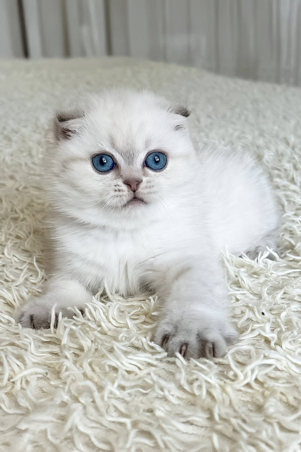 Corby | Scottish Fold Kitten