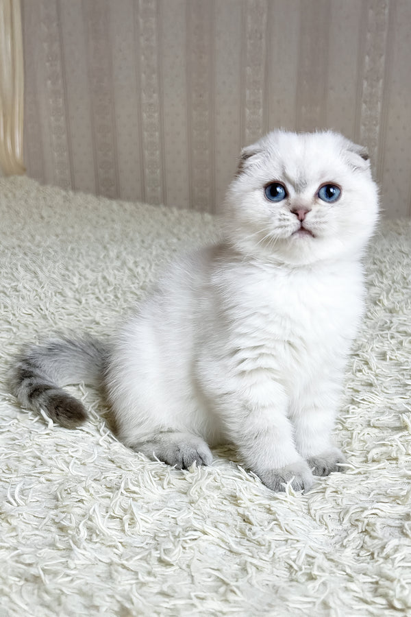 Corby | Scottish Fold Kitten