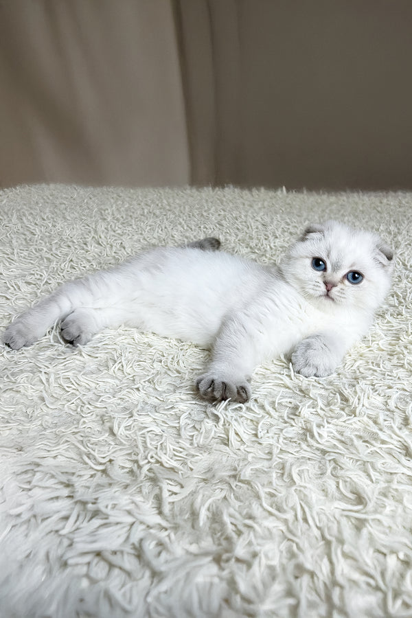 Corby | Scottish Fold Kitten