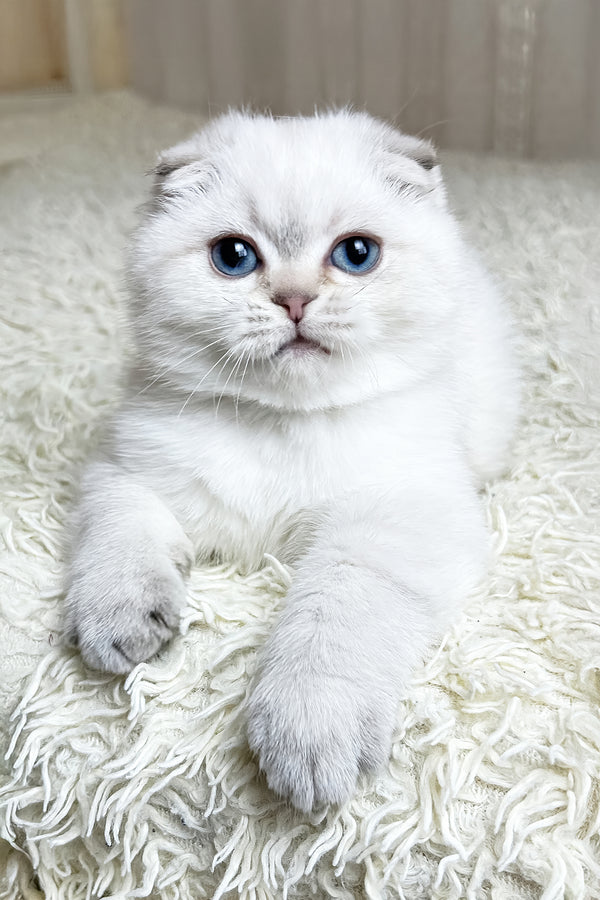 Corby | Scottish Fold Kitten