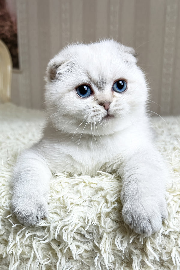 Corby | Scottish Fold Kitten