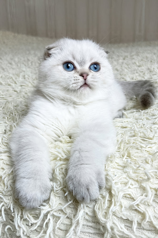 Corby | Scottish Fold Kitten