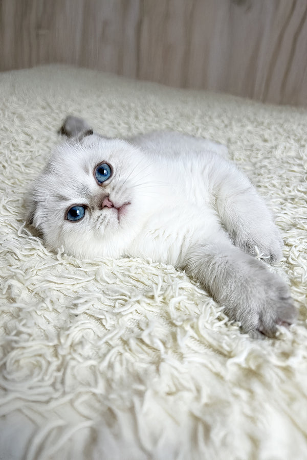 Corby | Scottish Fold Kitten